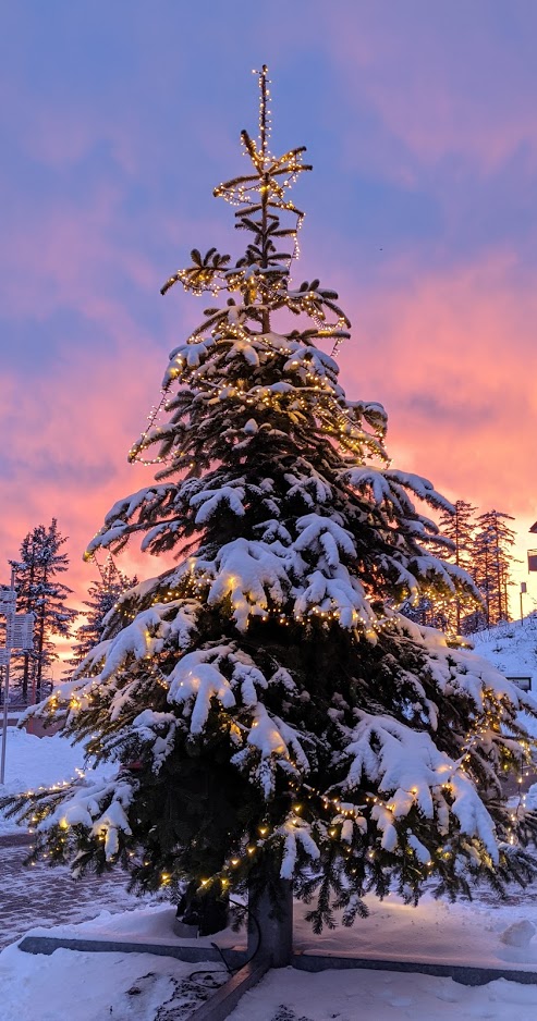 Christmas Tree in Black Forest 2020